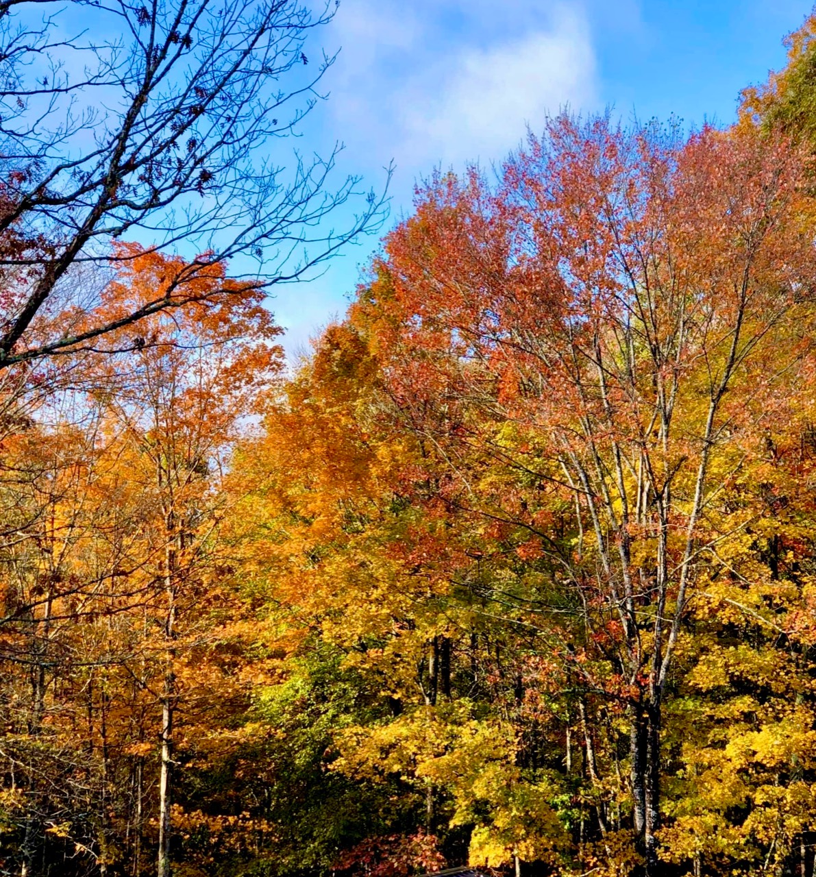 Autumn trees in yellow, orange, and red beneath a blue sky
