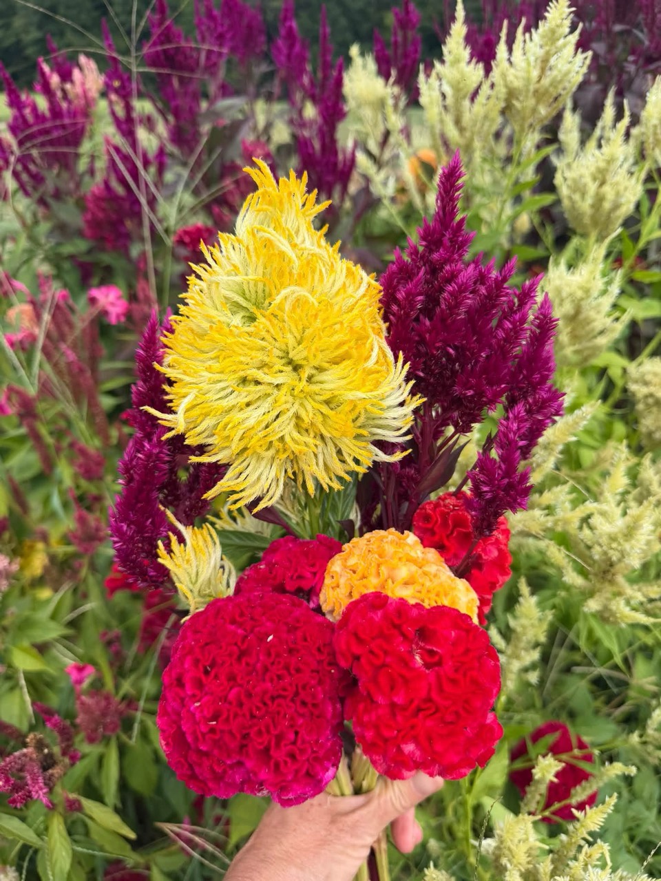 Hand-held bouquet of red, yellow, burgundy, and cream flowers