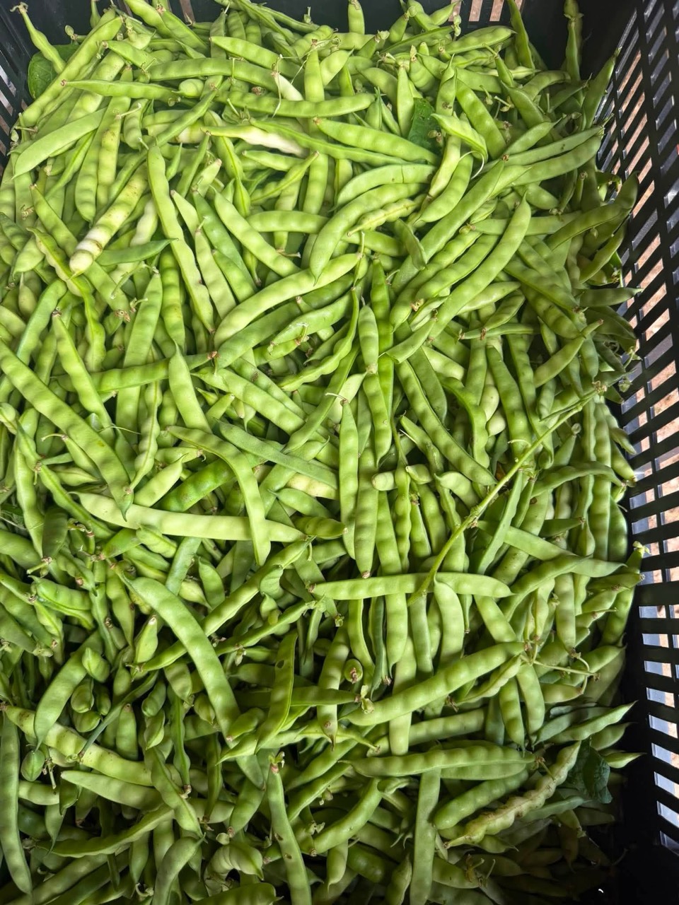 Freshly harvested green beans filling a farm crate