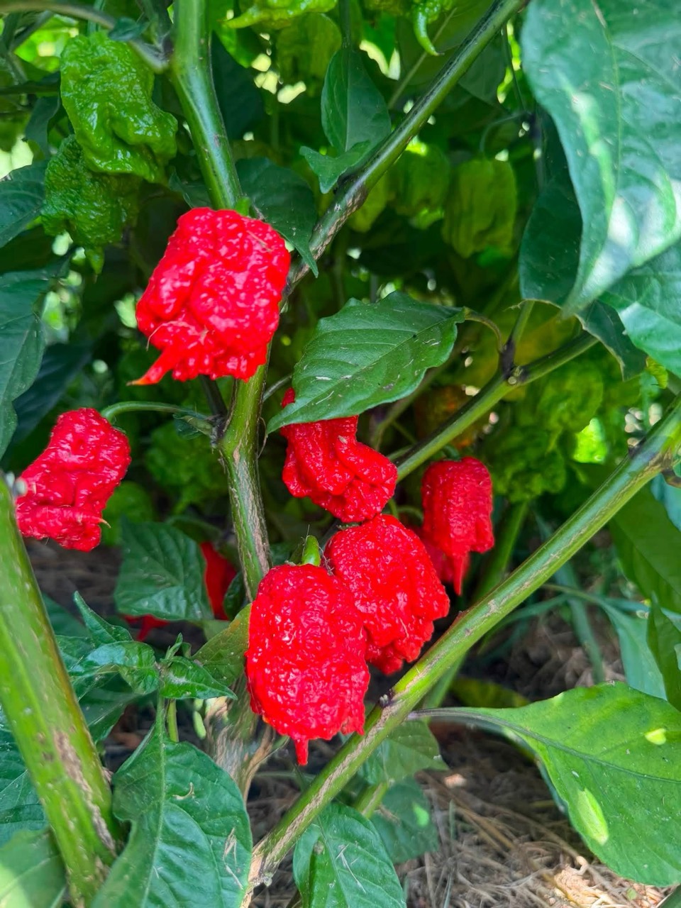 Wrinkled bright red hot peppers growing among green leaves