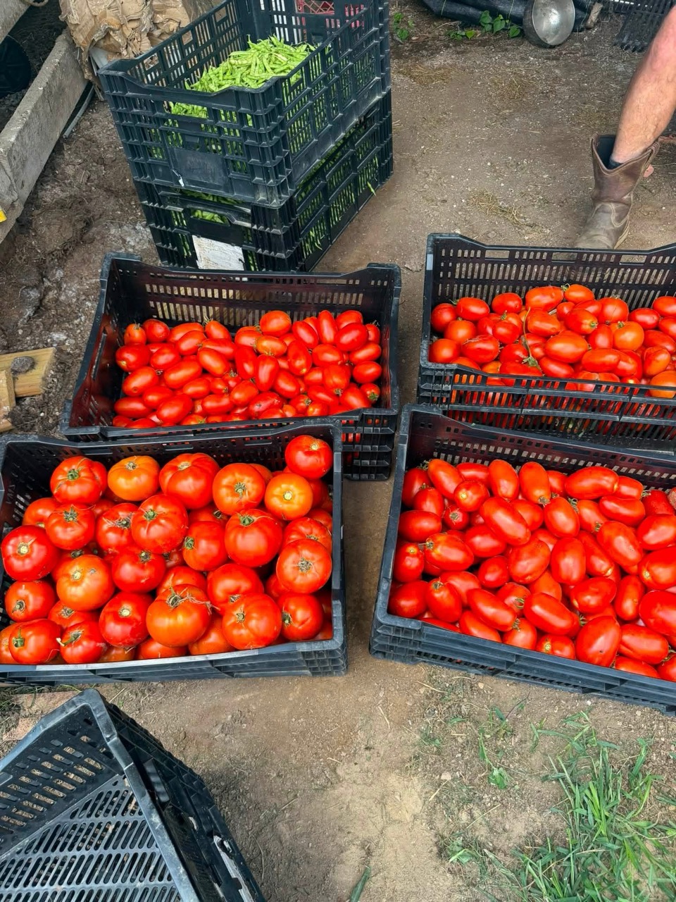 Red tomatoes and green beans gathered in harvest crates